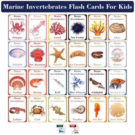 marine invertebrate study guide Flashcards | Quizlet - raincitystudios.com