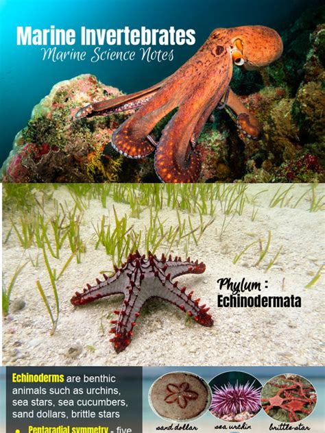 Marine Invertebrate Zoology Overview | PDF | Coral - raincitystudios.com