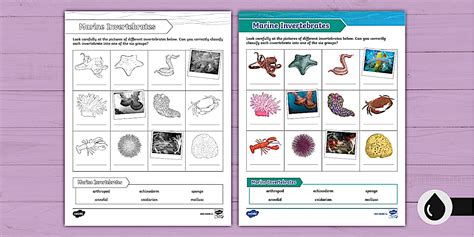 Marine Invertebrates Education Plan | PDF - raincitystudios.com