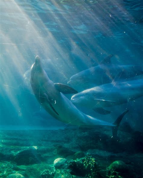 Marine Mammal Biology (Summer) - University of Florida - raincitystudios.com