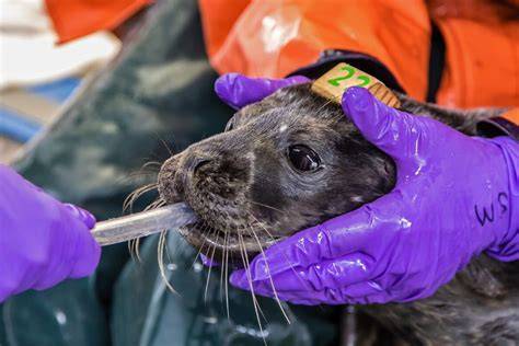 Marine Mammal Jobs, Employment | Indeed - raincitystudios.com