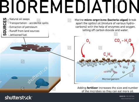 Marine Microbes and Bioremediation | Frontiers Research Topic - raincitystudios.com