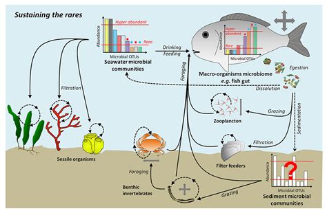 Marine microbial diversity - ScienceDirect - raincitystudios.com