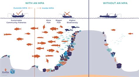 Marine protected area networks in the Philippines: Trends and ... - raincitystudios.com