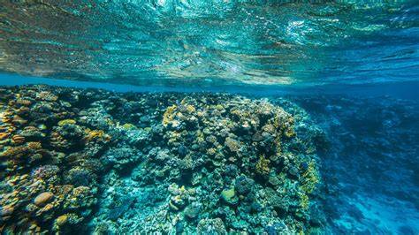 Marine Sciences & Oceanography: Directory of Internships, Research ... - raincitystudios.com