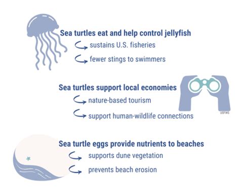Marine Turtle Conservation Fund - U.S. Fish & Wildlife … - muktibox.com