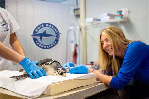 Marine Turtle Intern / Research Assistant | Conservation Jobs from ... - raincitystudios.com