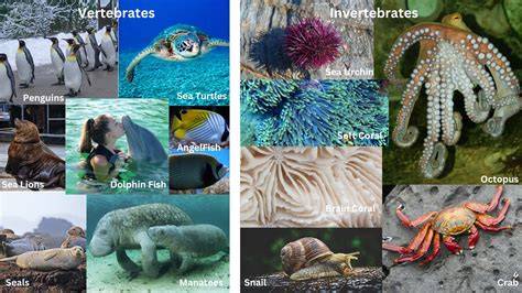 Marine vertebrate explained - raincitystudios.com