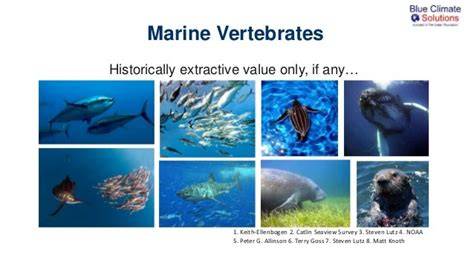 Marine Vertebrate Zoology Syllabus - Course Outline - raincitystudios.com