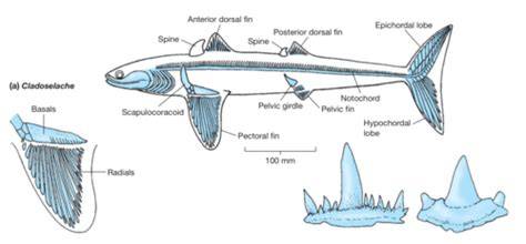 Marine Vertebrate Zoology- Test 1 Flashcards | Quizlet - raincitystudios.com