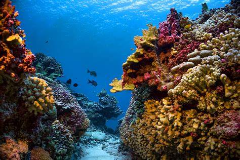 Marine water & sediment monitoring - Washington State Department … - raincitystudios.com