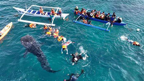 Marine Wildlife and Tourism Management - Google Books - raincitystudios.com