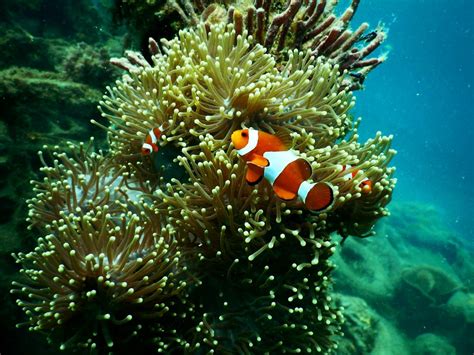 Marine Zoology Course | Online Distance Learning - raincitystudios.com