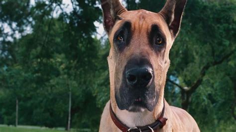 MARMADUKE (2010) - Box-office - Cinoche.com