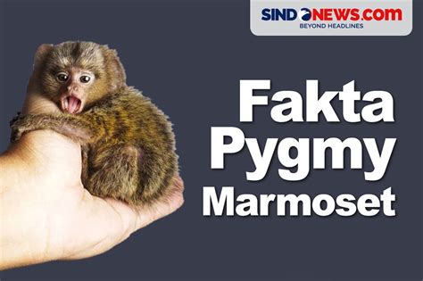 Marmoset, Primata Terkecil di Dunia - raincitystudios.com