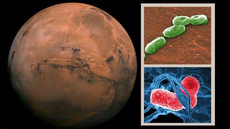 MarS 329 Marine Microbial Ecol - King Abdullah U | Educatly - raincitystudios.com