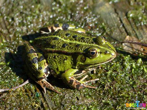 Marsh Frog (Pelophylax ridibundus) as a Bioindicator to Assess ... - raincitystudios.com