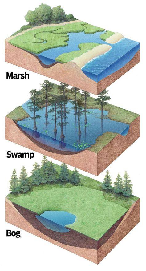 Marsh Vs Swamp Vs Bog: Definitions, Characteristics, And Ecological ... - raincitystudios.com