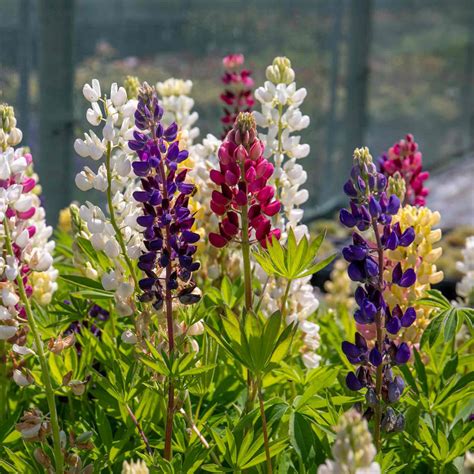 Marshalls Garden Lupin 'Legendary Mix' - Hardy, Pollinator-Friendly ... - raincitystudios.com