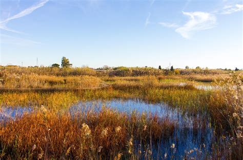 MARSHLAND definition in the Cambridge English Dictionary