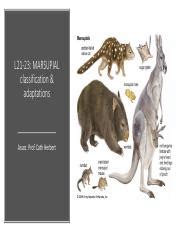 Marsupial Adaptations - muktibox.com