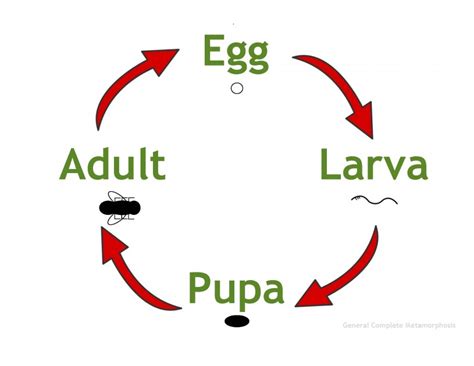 Marvelous Metamorphosis - Natural History … - muktibox.com