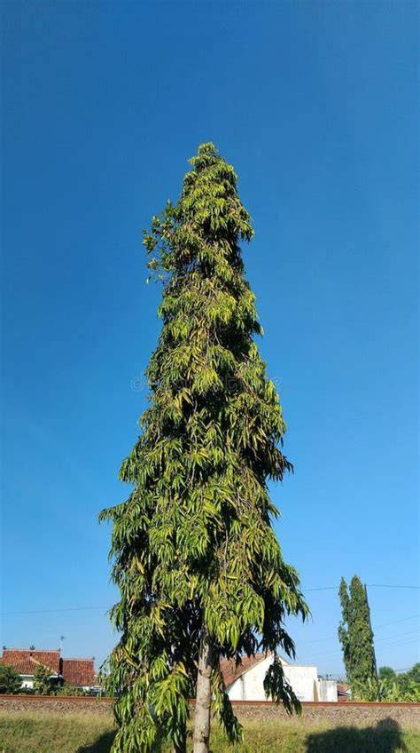 MAST TREE - The Tree Planters - raincitystudios.com