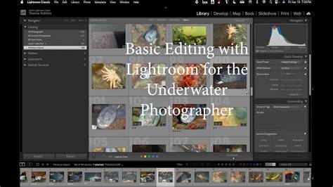 Master Basic Lightroom Editing for Underwater … - raincitystudios.com