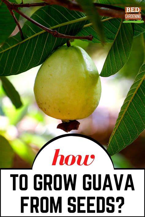 Master Gardening: Essential Tips on How to Grow Seedless Guava - raincitystudios.com