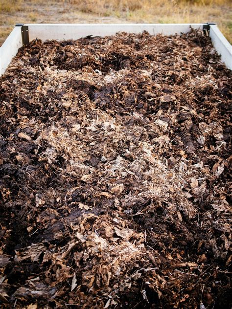 Master Leaf Mold Compost: A Natural Fertilizer Guide - raincitystudios.com