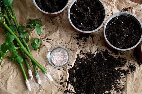 Master Rose Bush Propagation: Easy Steps for Success - raincitystudios.com