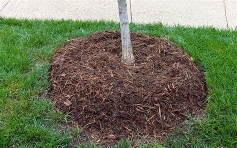 Master the Art of Mulching: Step-by-Step Guide to Create the Perfect ... - raincitystudios.com