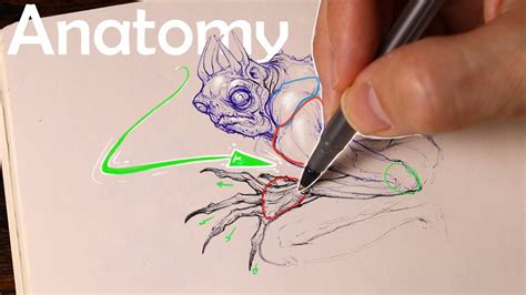 Mastering Anatomy for Character Design - muktibox.com