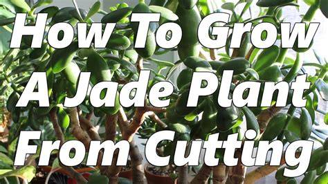 Mastering Branch Cuttings for Successful Plant Propagation - raincitystudios.com