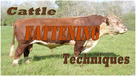 Mastering Cattle Fattening: Proven Techniques for Maximum - raincitystudios.com