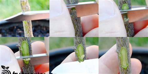 Mastering Citrus Grafting: Tips for Success - Natural … - raincitystudios.com