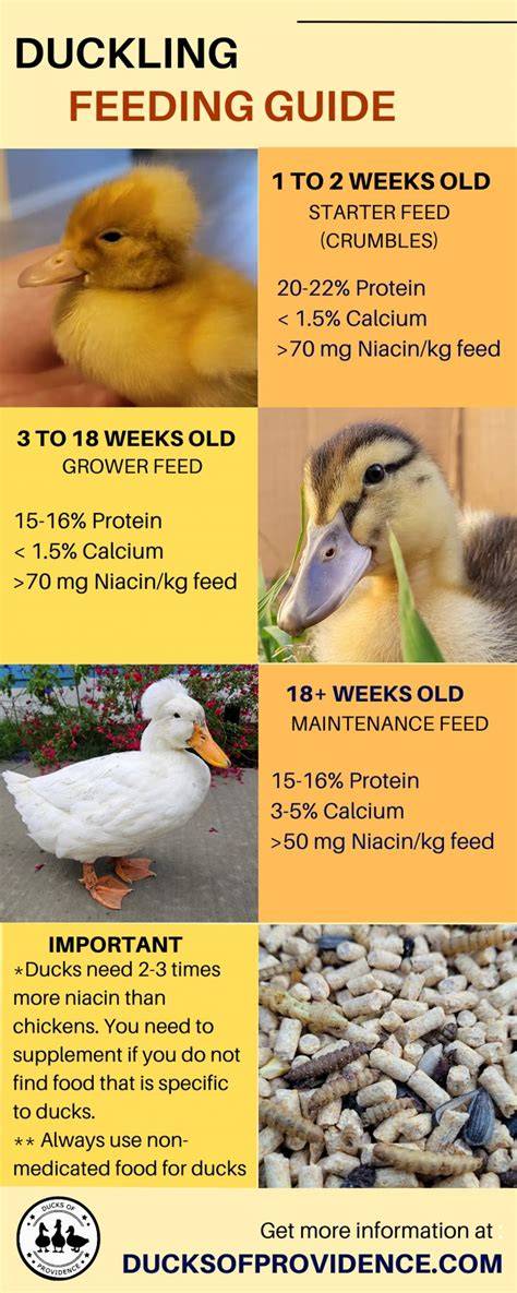 Mastering Duckling Feeding: A Comprehensive Guide - raincitystudios.com