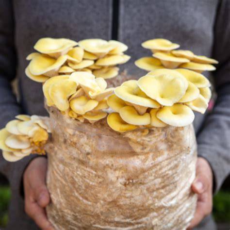 Mastering Mushroom Growth: Hardwood Sawdust … - raincitystudios.com