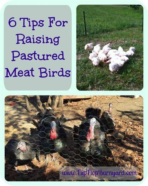 Mastering Pastured Meat Birds: A Regenerative Guide - raincitystudios.com