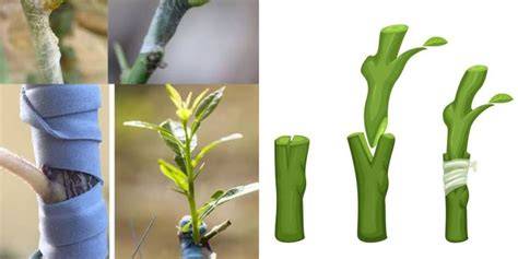 Mastering Patch Grafting: How to Successfully Graft … - raincitystudios.com