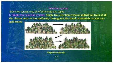 Mastering Silviculture Techniques - raincitystudios.com