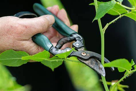 Mastering the Art of Pruning: A Guide to Different … - raincitystudios.com
