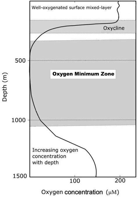 Mathematical model of oxygen minimum zones in the vertical ... - Nature - raincitystudios.com