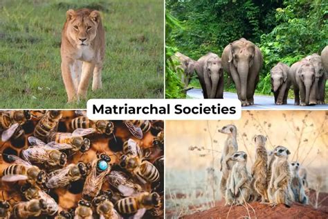 Matriarchal Societies Where Women Run Things - wintechmobiles.com