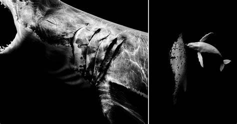 Matt Draper Held His Breath to Capture These Exceptional Underwater Photos - raincitystudios.com