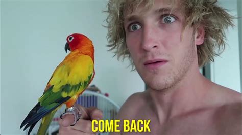 MAVERICK THE PARROT COMPILATION YouTube.