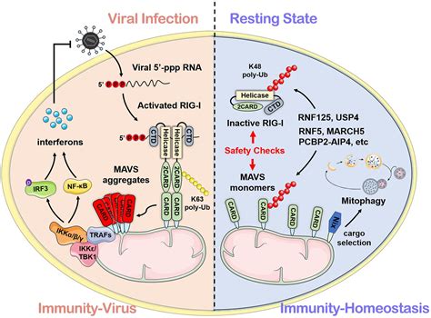 MAVS: A Two-Sided CARD Mediating Antiviral Innate Immune