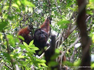 MAWAS: KISAH RESTORASI HUTAN - Orangutan - raincitystudios.com