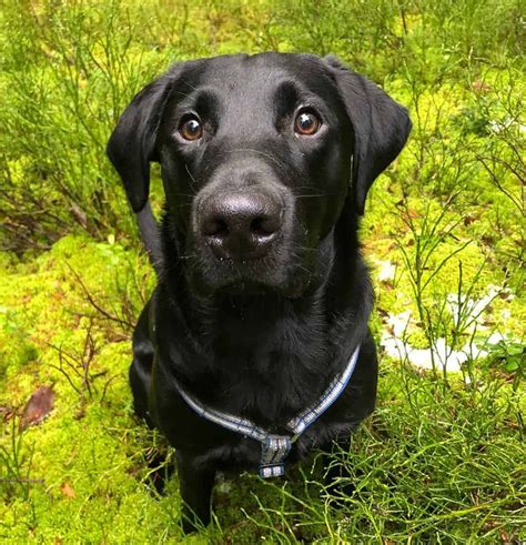 MAX - Black Lab & his Fight with Liver Damage