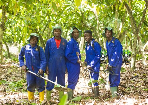 MAXIMIZING COCOA YIELDS: THE MAGIC OF PRUNING - raincitystudios.com